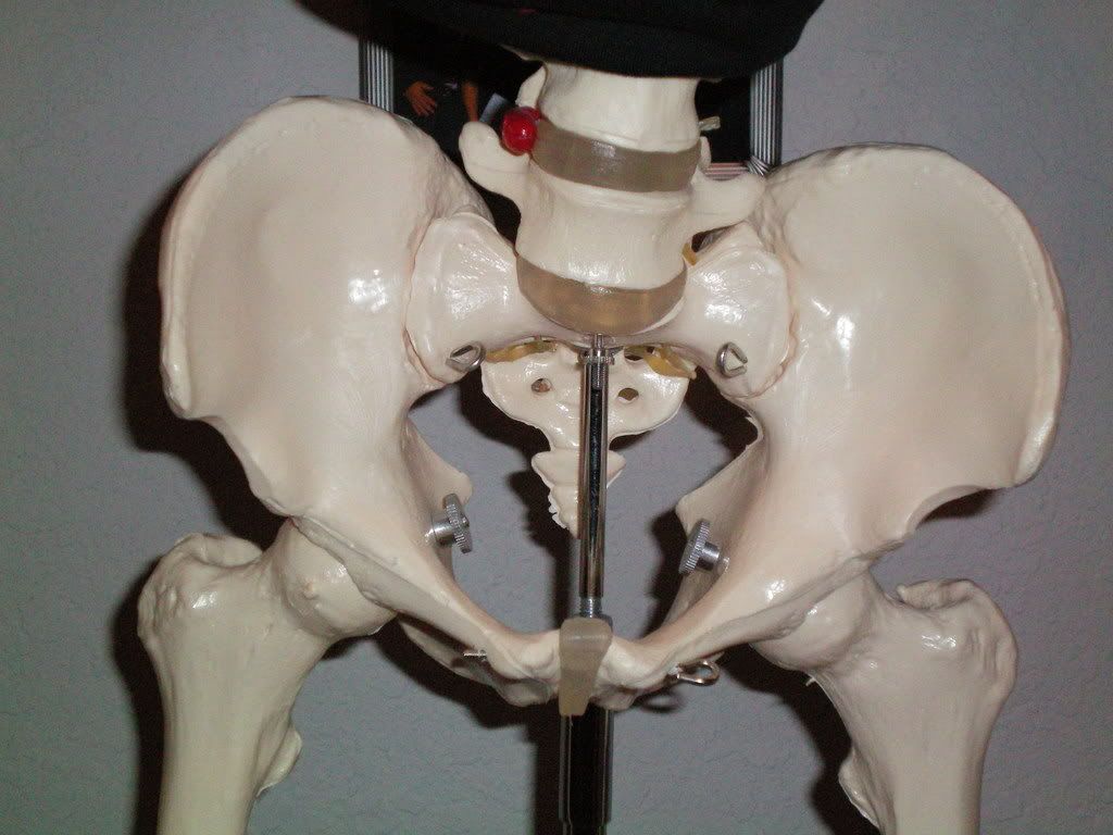 Skeleton Hips Photo by hookemhorns20 | Photobucket